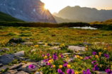 purple petaled flowers near mountain